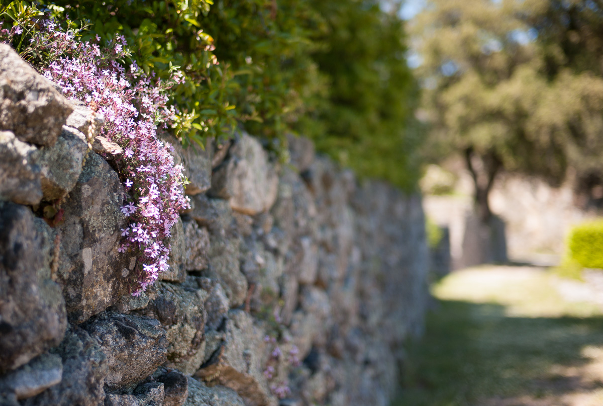 Entretien de votre jardin et de vos espaces verts sur le Gard et l'Hérault