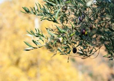 Avond & Jardins, fourniture, plantation, entretien et taille de vos oliviers sur Gard et l'Hérault